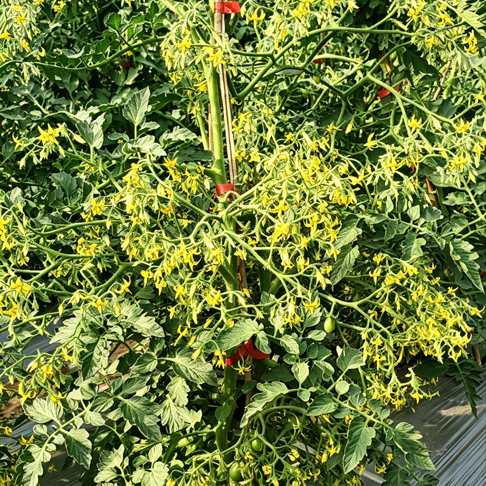 625 Sun Bunnies Multiflora Tomato