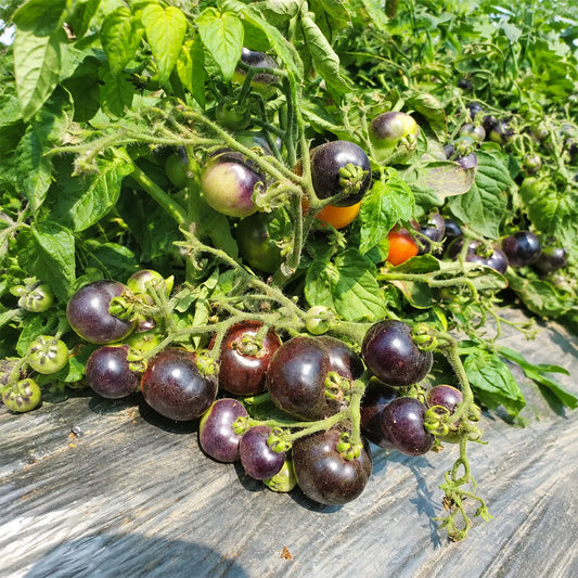26 Blaue Zimmertomate Micro Dwarf Tomato