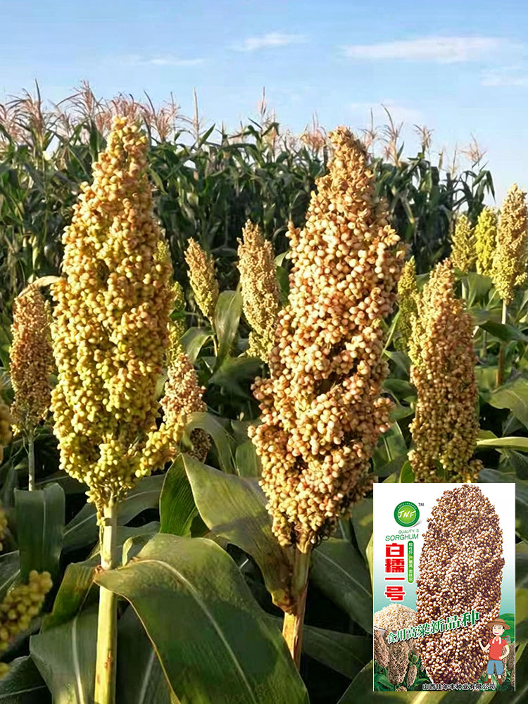 'Bainuo No.1' White Waxy Sorghum
