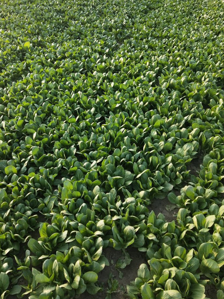 Jinmei 22 Green-stem Pak Choi