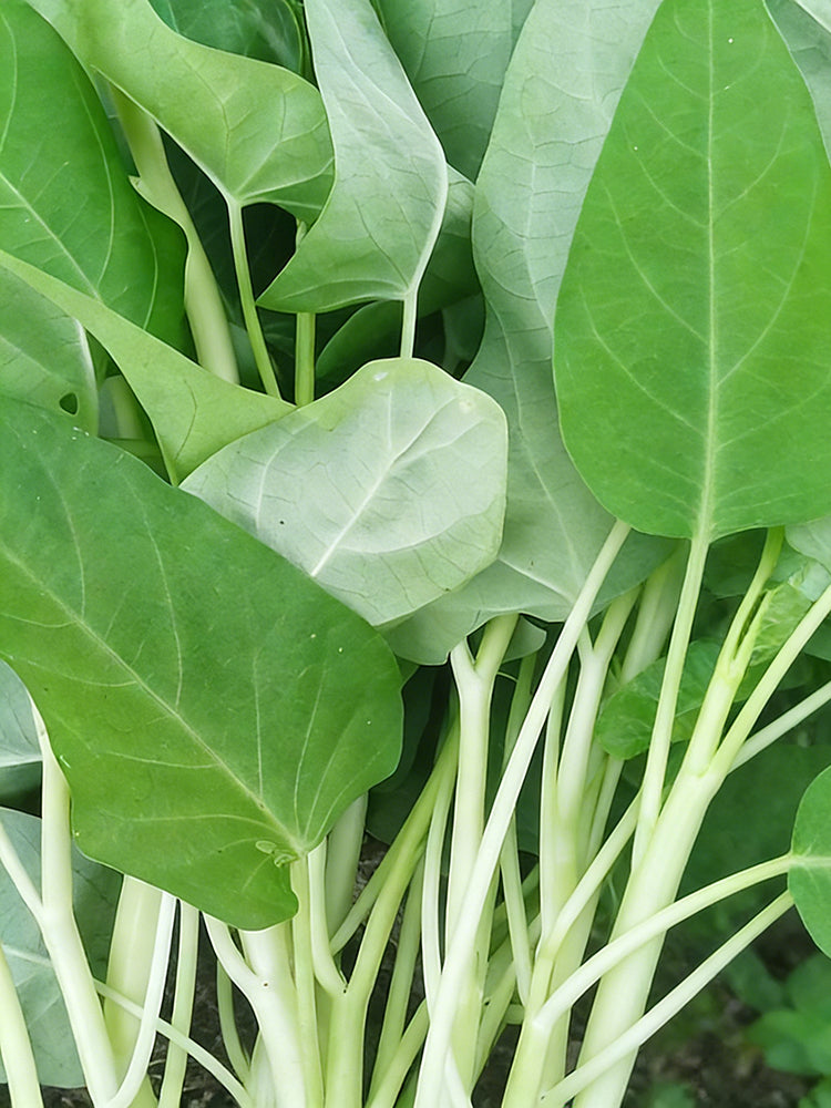 Large-Leaf White-Stem Water Spinach