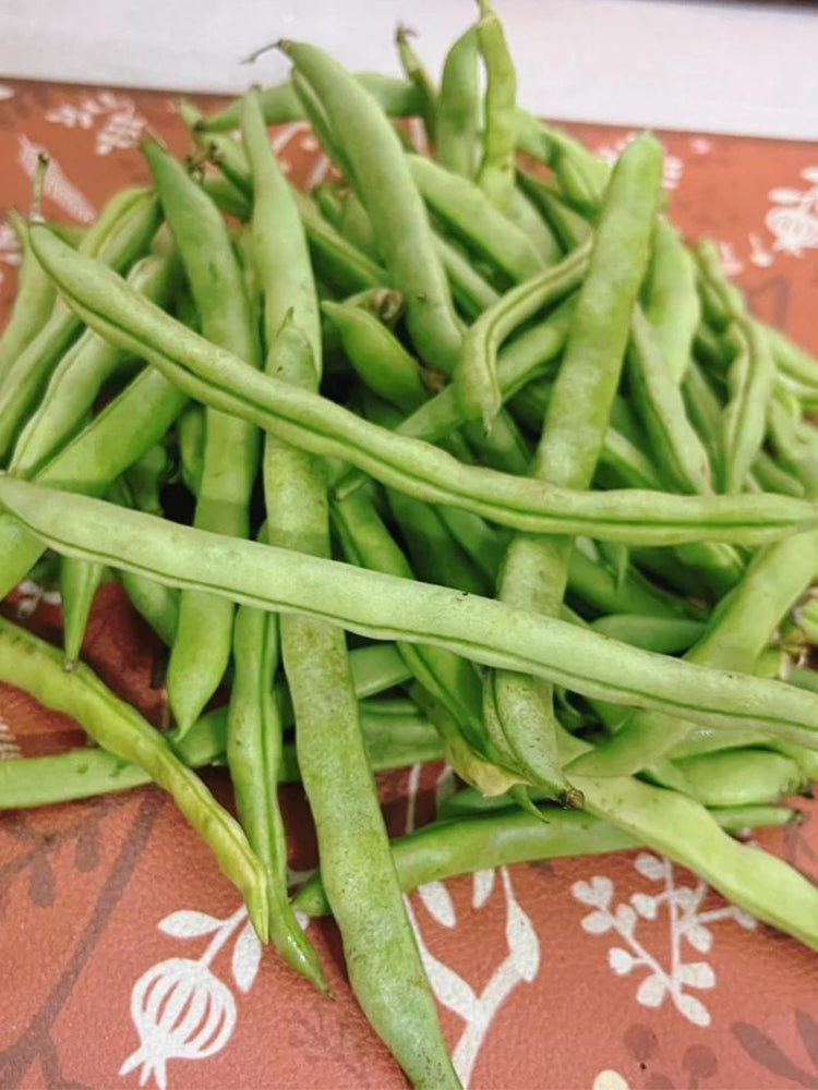 'Shuangqing No.35' Snap Bean