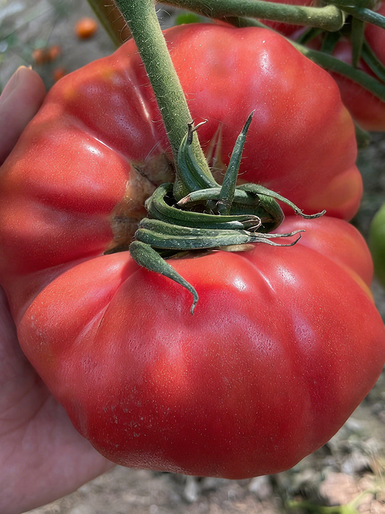 Giant Steak Tomato