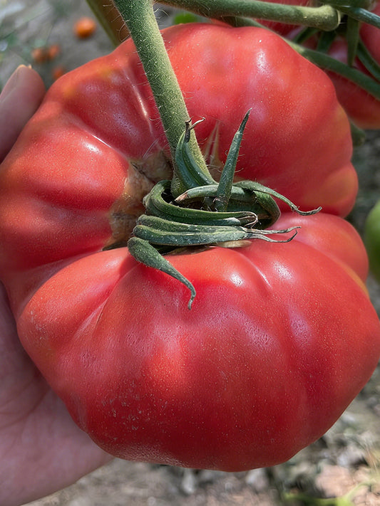 Giant Steak Tomato