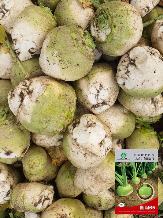 'Roundish 65' Root Mustard