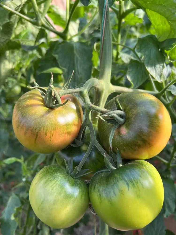 Xingchi Big Strawberry Tomato