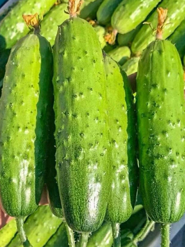 'Supreme' Long Drought Cucumbers