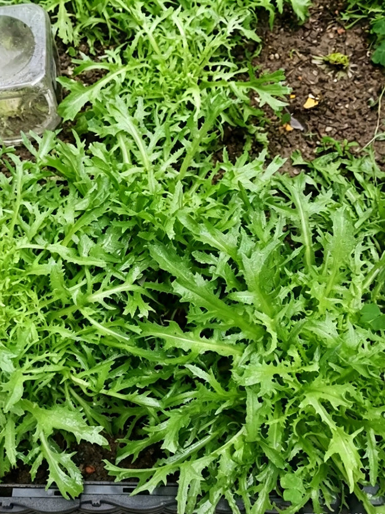 Curly Endive