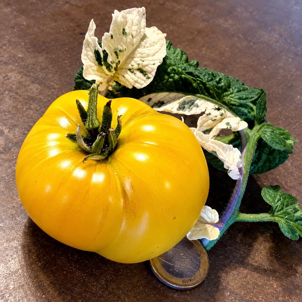 206 Dwarf Walter's Fancy Tomato