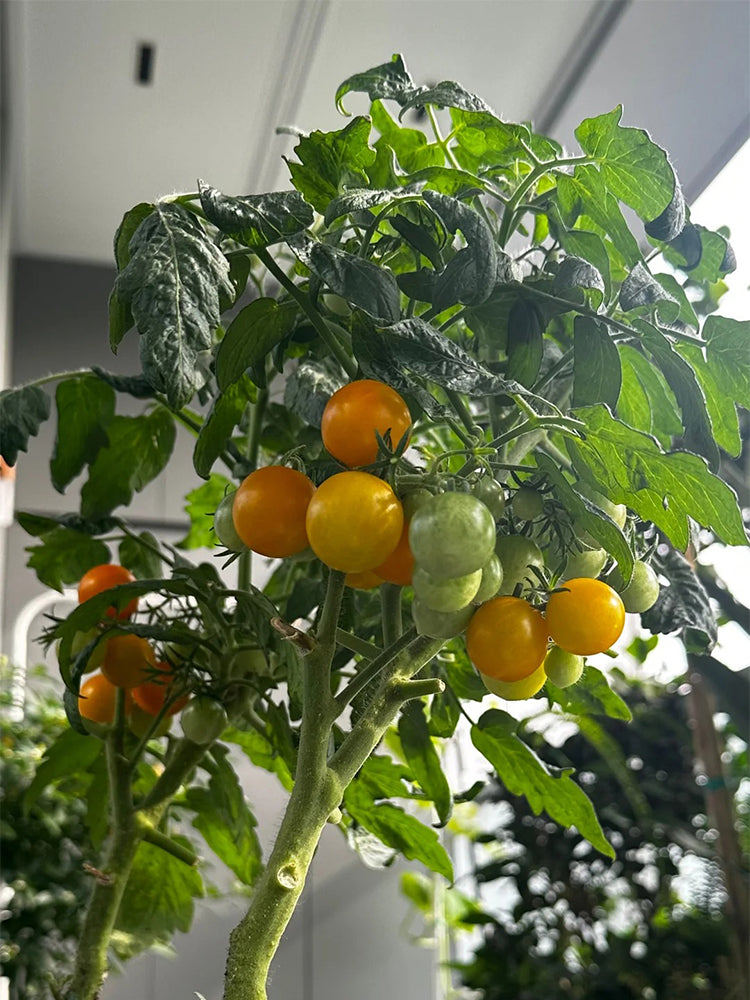 Dwarf Yellow Potted Cherry Tomato