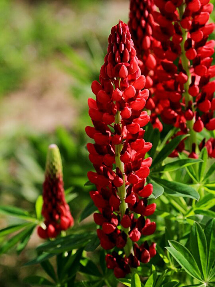 Red Lupin