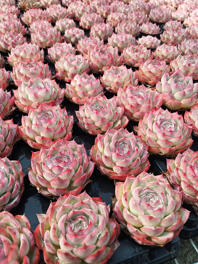 Echeveria 'Silhouette'