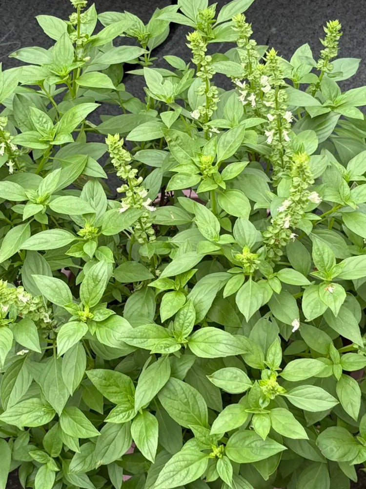Chaozhou Jin Bu Huan Thai Basil