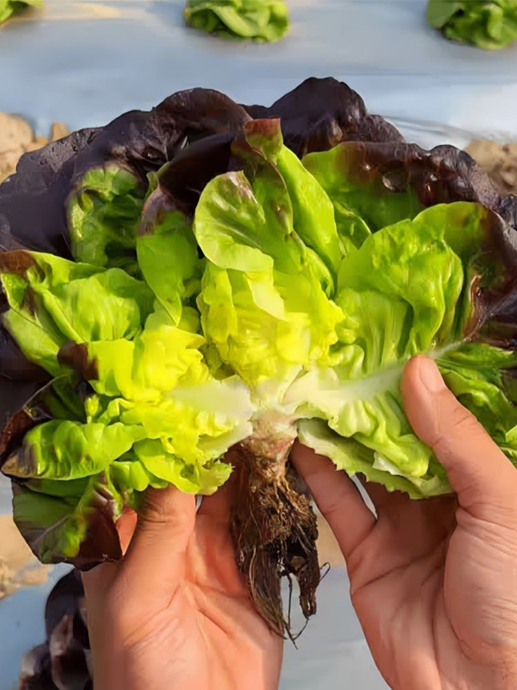 Coffee-colored Butter Lettuce