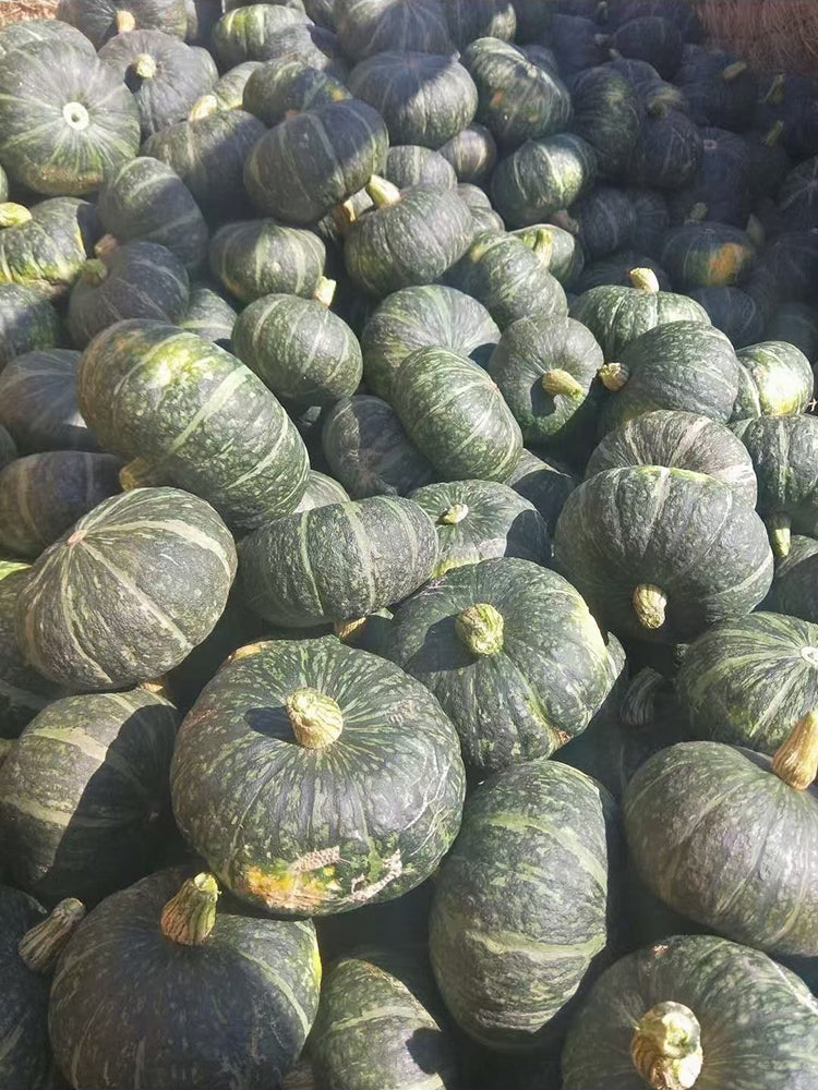 'Yi Nong Jin Li' Pumpkin