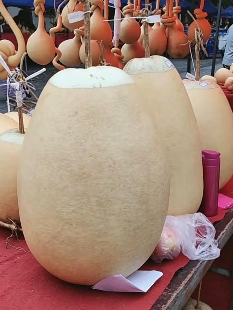 'Large Winter Melon' Gourd
