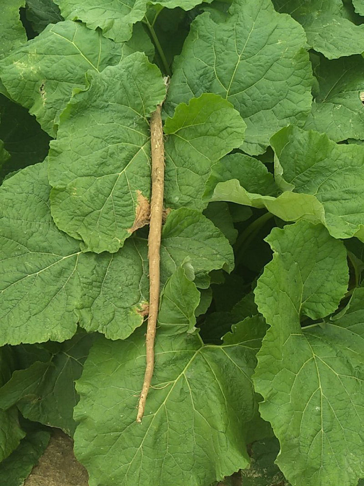 Burdock