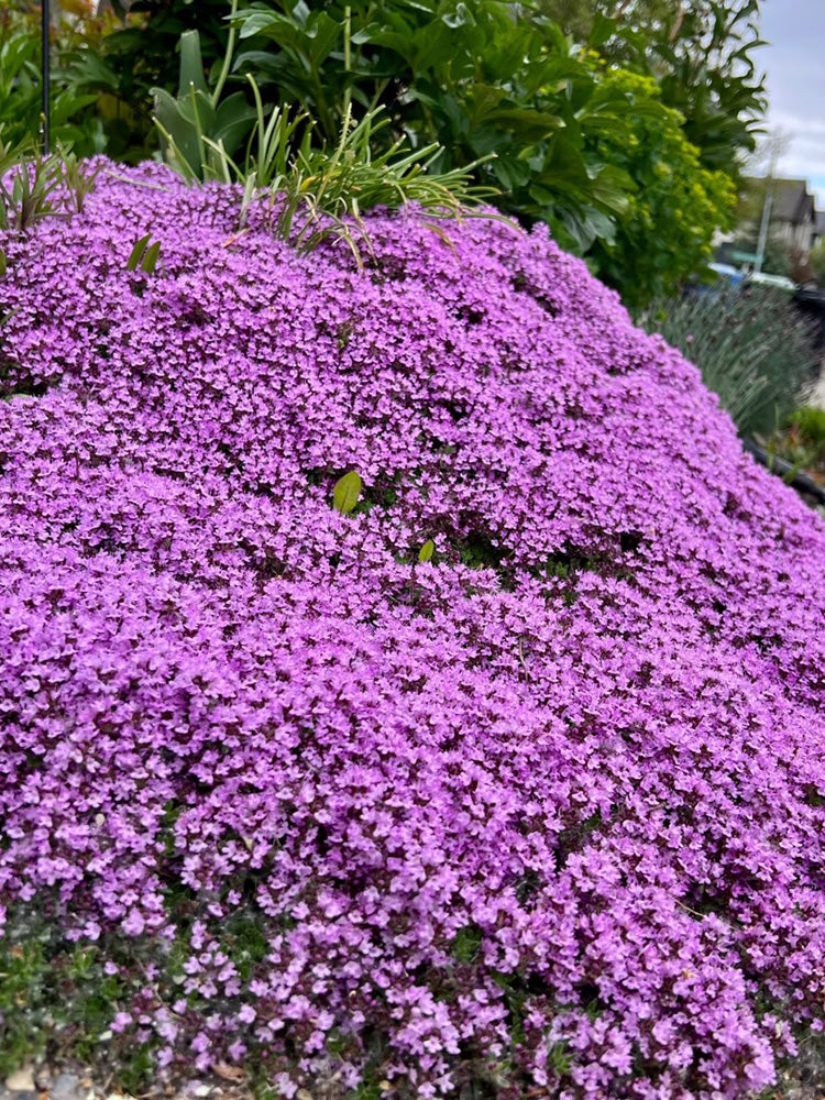 Creeping Thyme