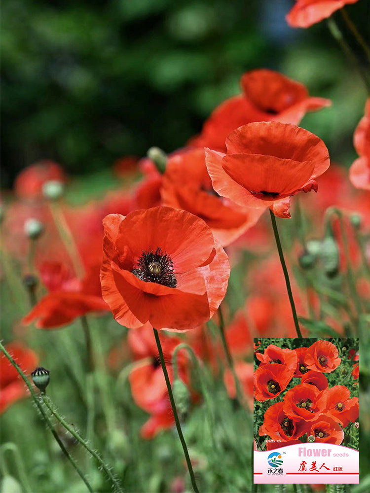Hezhichun Field Poppy