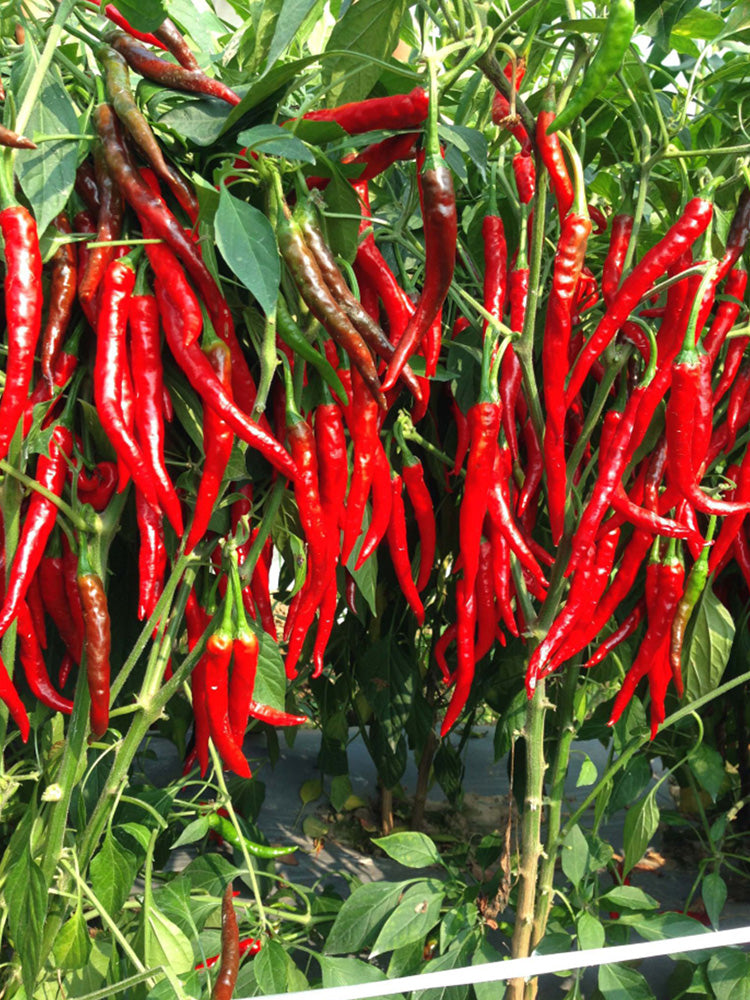 Chaodi Pepper