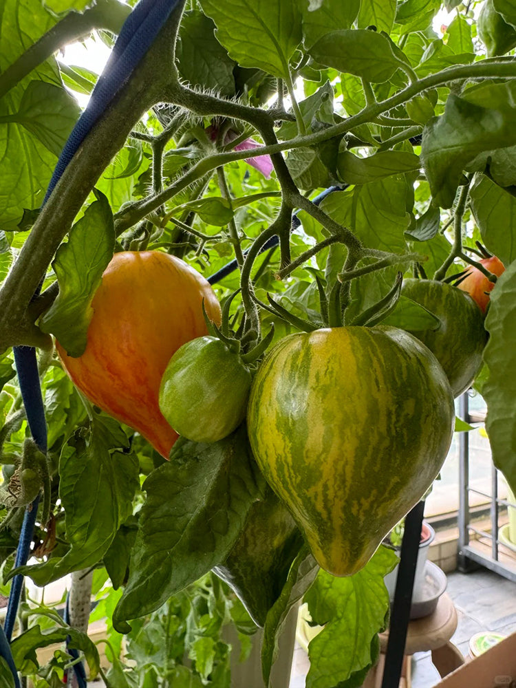 'Eden's Garden No. 6' Tomato