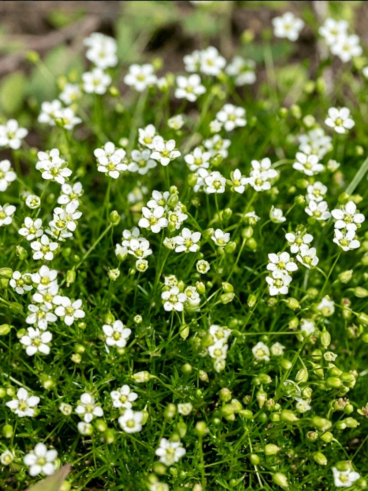 Irish Moss