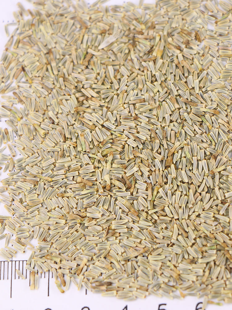 White Max Chrysanthemum