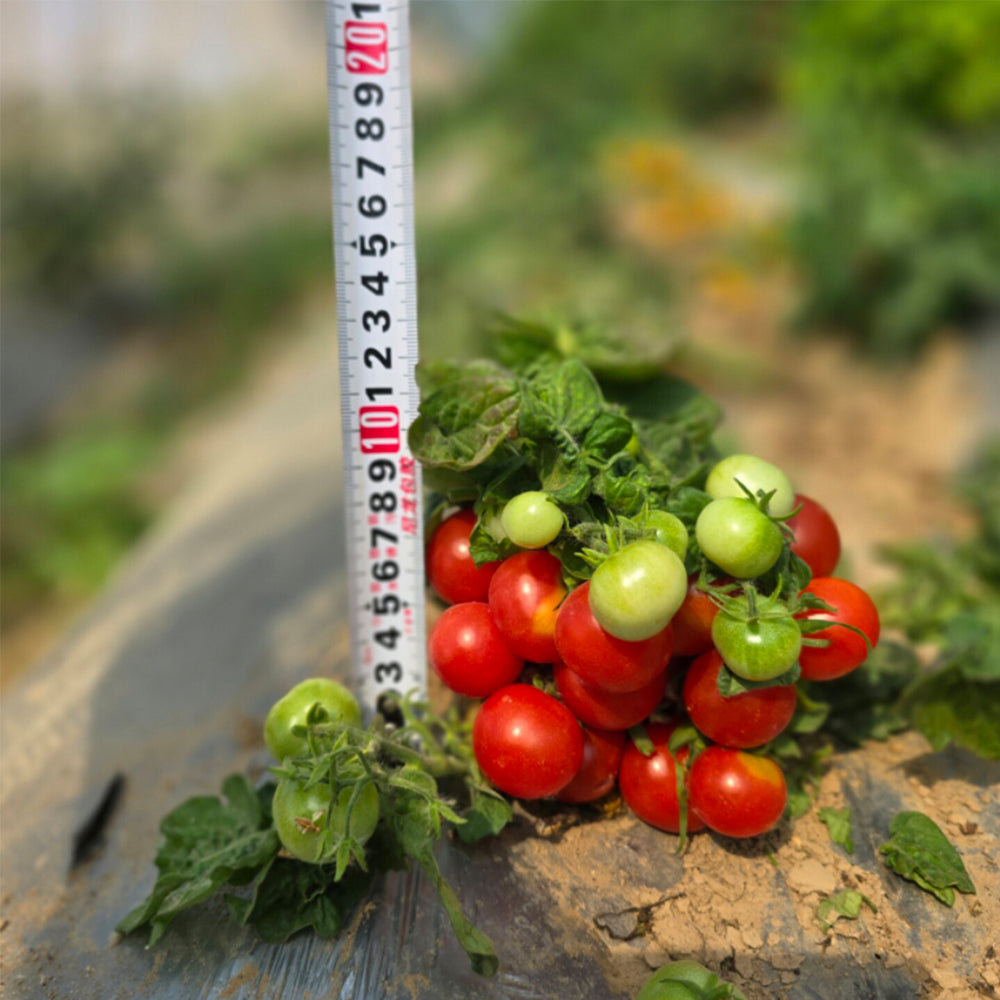 660 Mini Krasny Milo Tomato