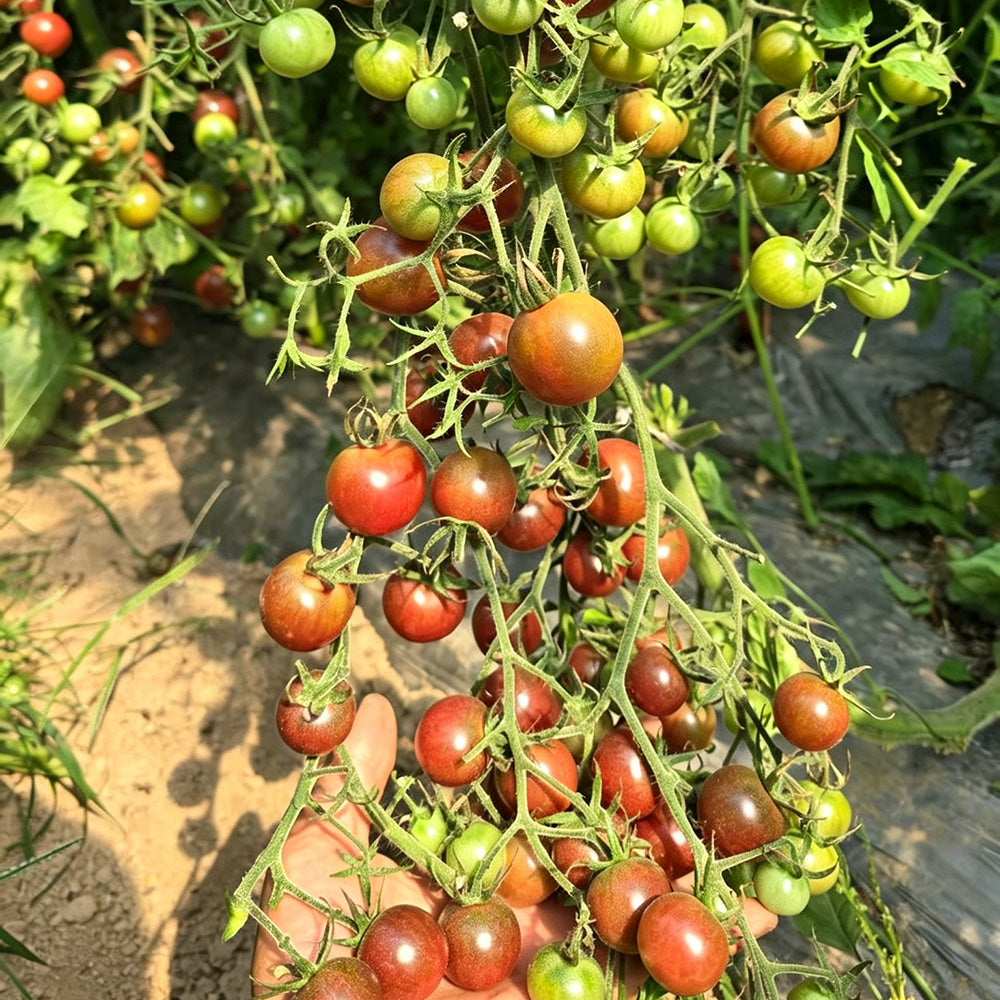 610 Reinhard Kraft's Purple Sugar Cherry Tomato