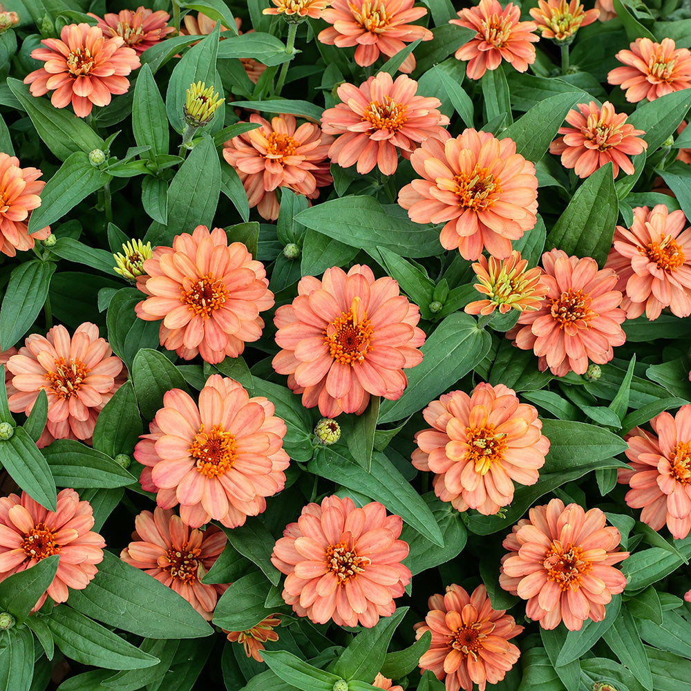 W1339 Profusion Double Deep Salmon Zinnia