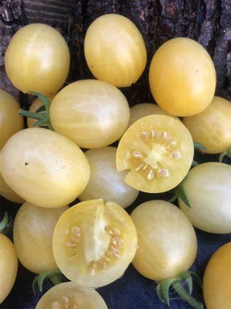 858 White Keyes Tomato