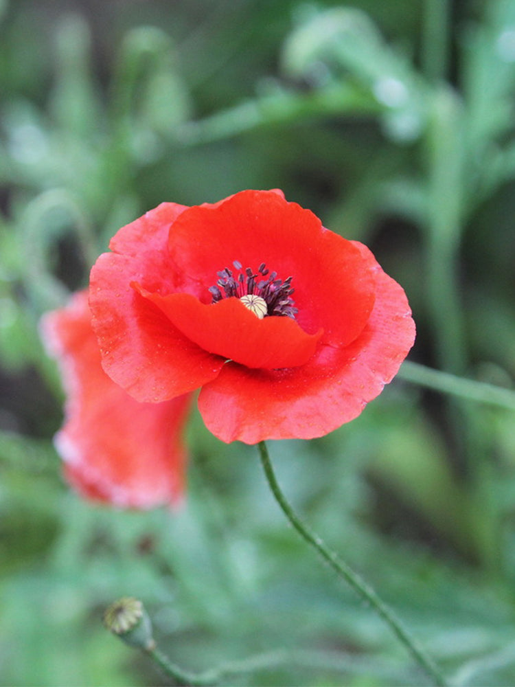 Hezhichun Field Poppy
