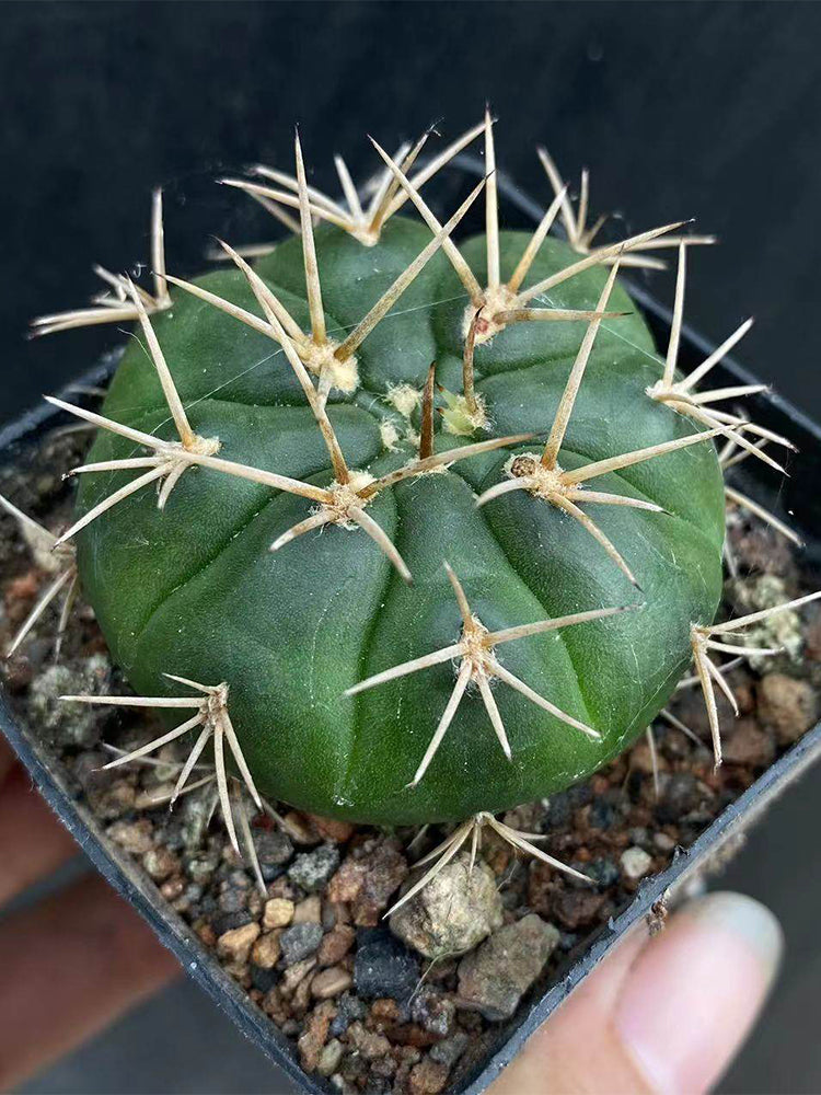 Gymnocalycium eurypleurum