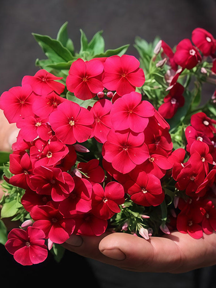 Scarlet Annual Phlox