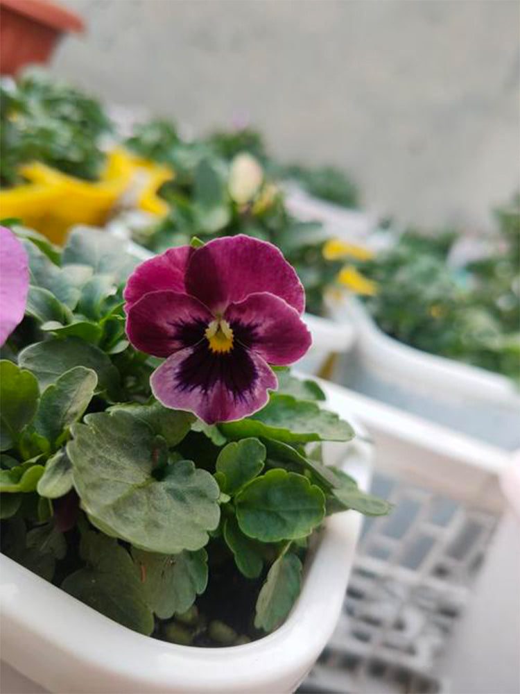 Hezhichun Pansy 'Cat Face'