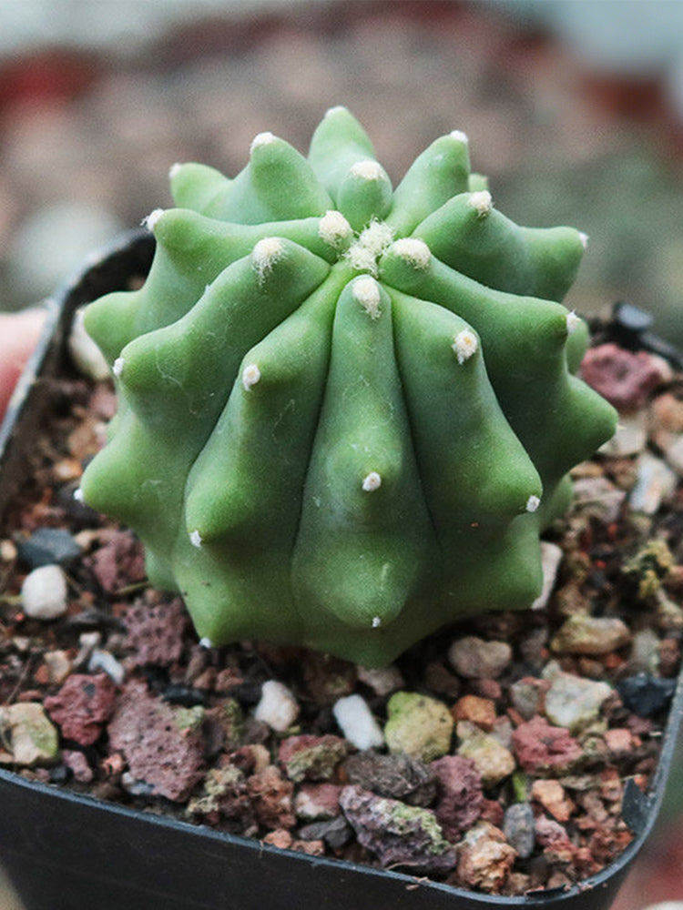 Ferocactus glaucescens f. nuda