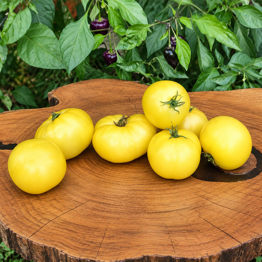 261 Dwarf Pico's Pride Tomato