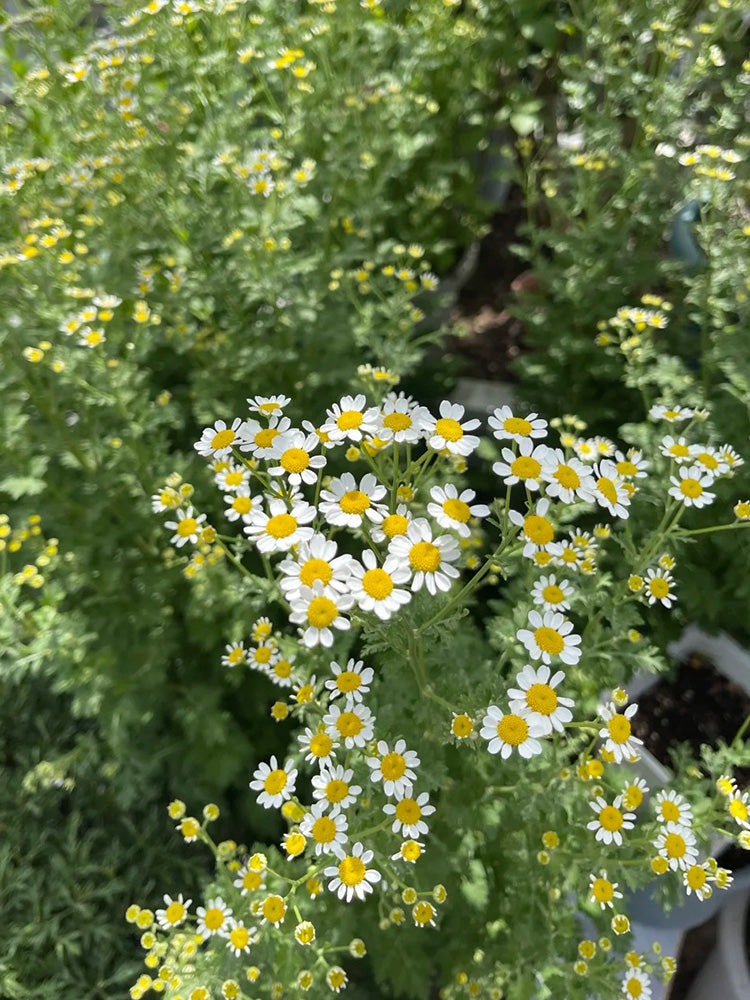 Cut Flower Chamomile