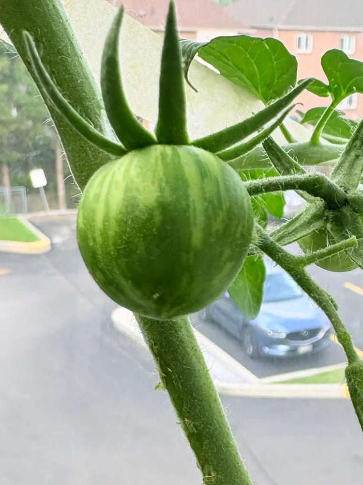 Sandy-Fleshed Cherry Tomato