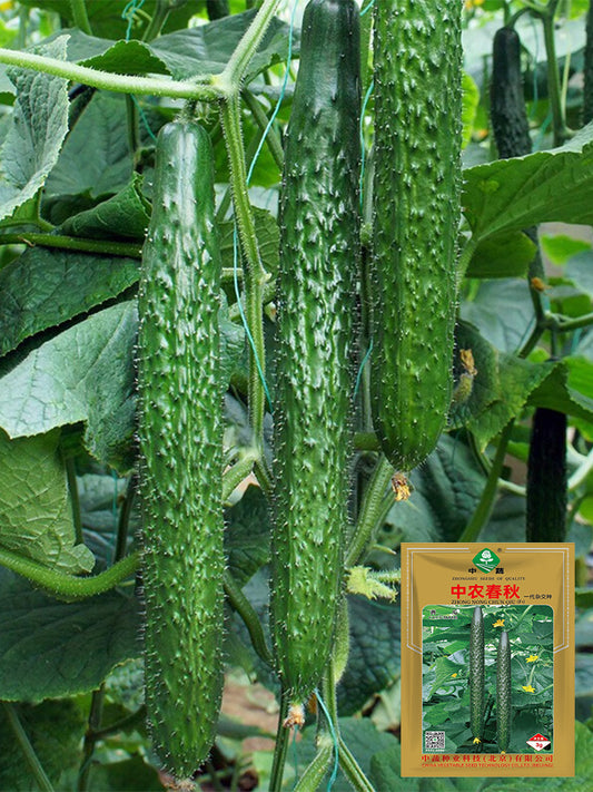 Zhongnong Spring-Autumn Hybrid Cucumber F1