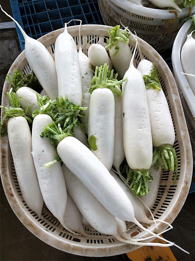 New White Jade Spring Radish