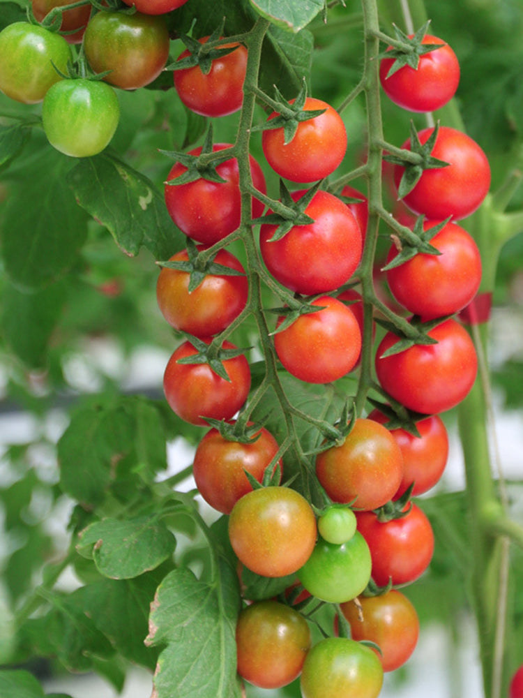 ‘Millennium’ Cherry Tomatoes