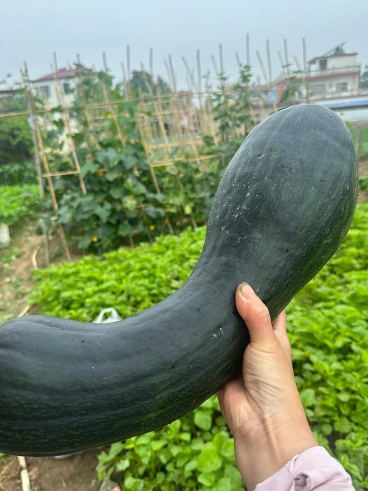 Extra-Early Mobo Squash