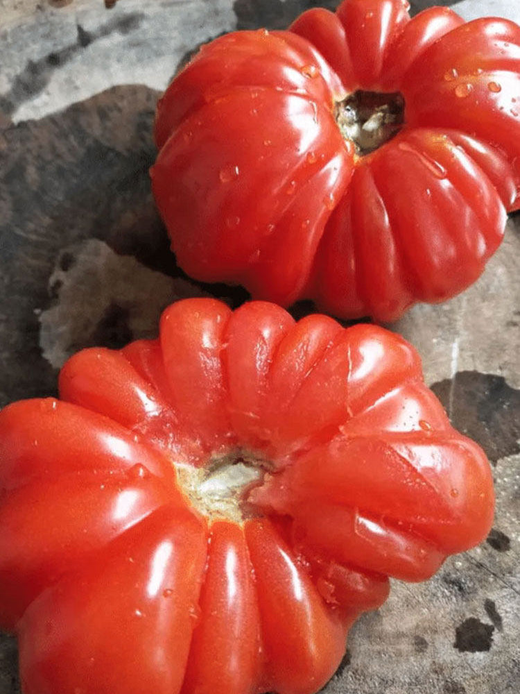 'Firenza' Ribbed Tomato