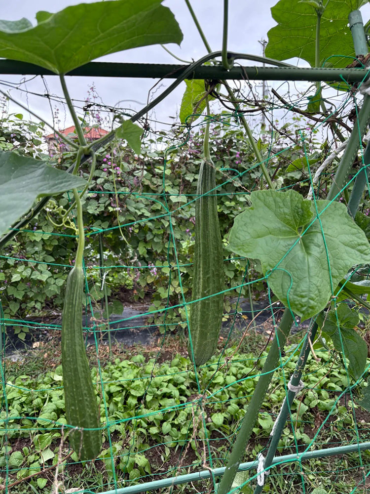 Jiemei Yaxiu No. 2 Luffa