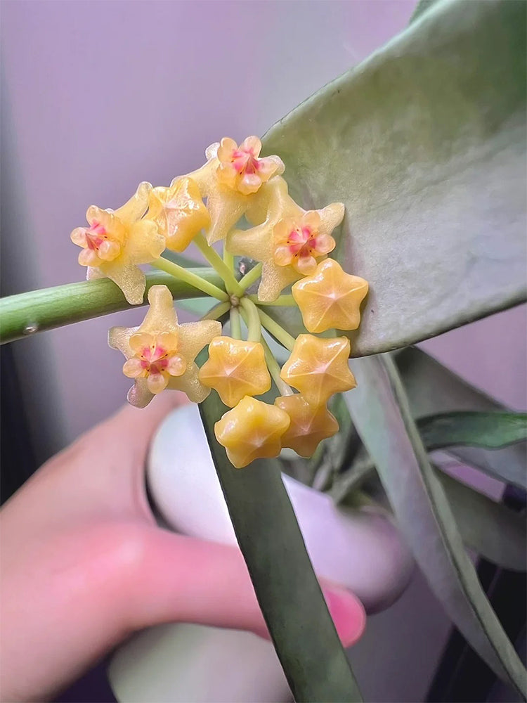 Hoya pandurata Silver Unrooted Stem Cuttings