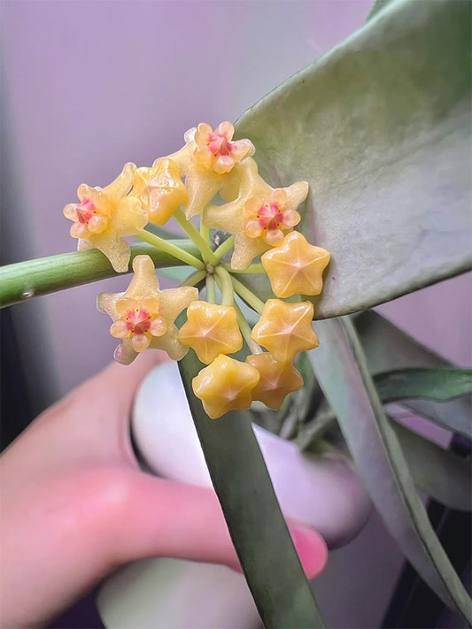 Hoya pandurata Silver Unrooted Stem Cuttings