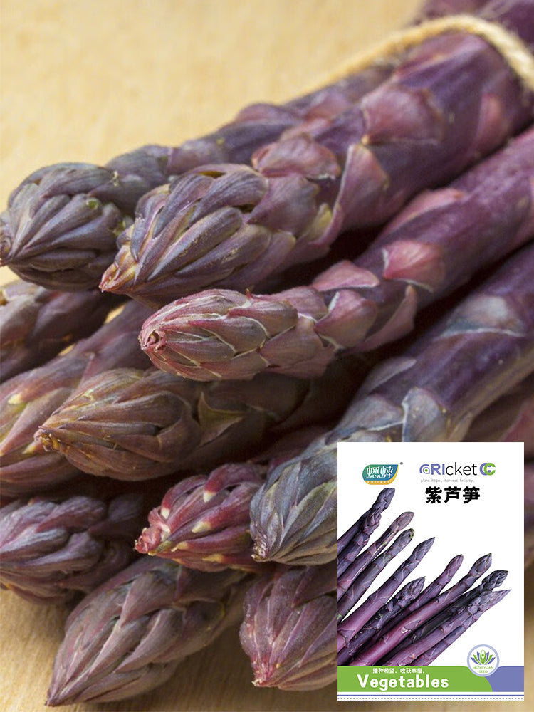 Purple Asparagus (Asparagus officinalis)