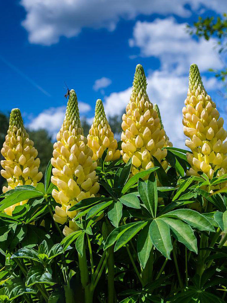 Yellow Lupin