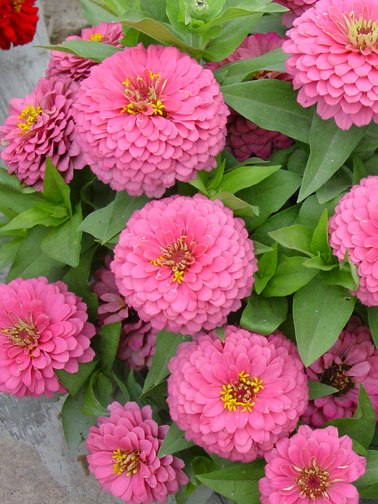 Pink Garden Zinnia